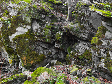 The Sacred Forest of Mawphlong, Meghalaya